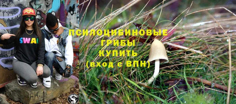 Галлюциногенные грибы Psilocybine cubensis  Кирс 